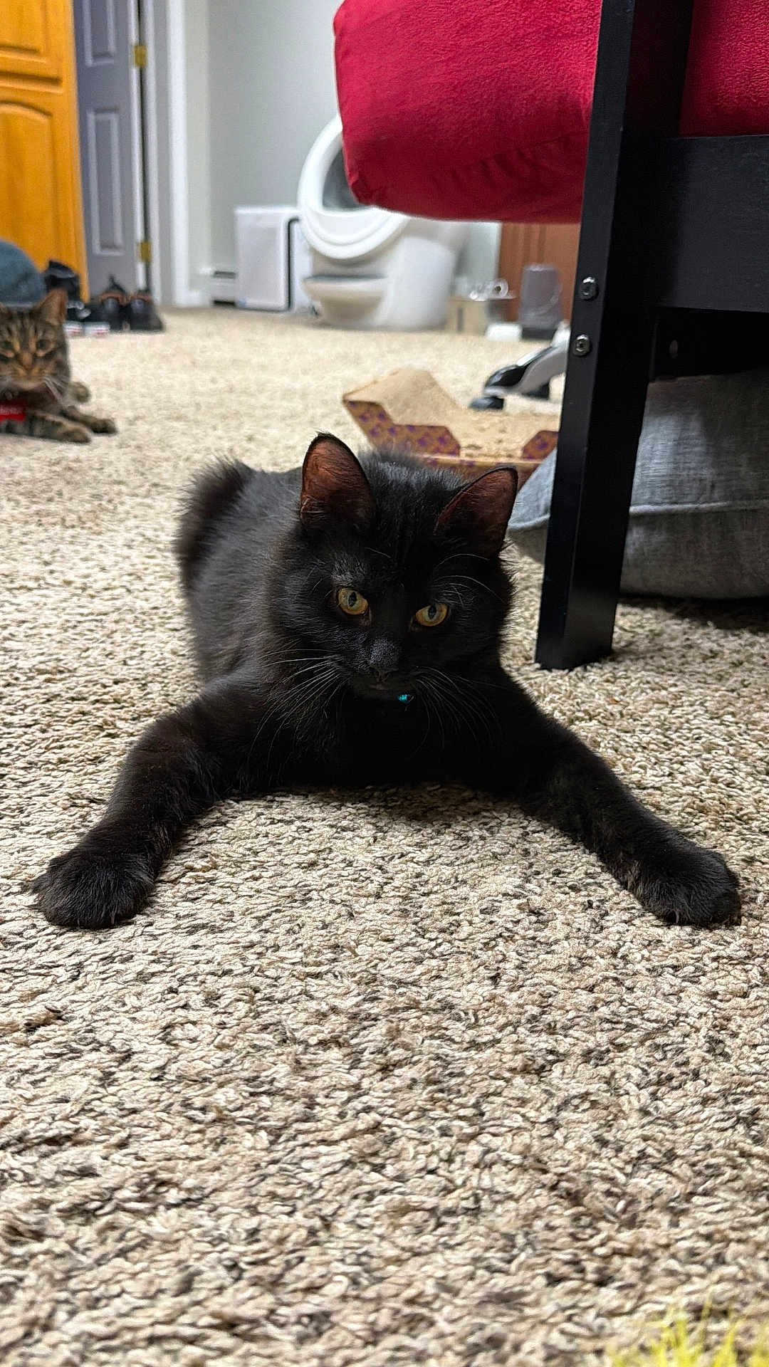 Jack is registered to the contest to win money with this photo: black_cat, tabby_cat, cat, pet, carpet, indoor, living_room, furniture, bed, chair_leg, scratching_box, collar, whiskers, yellow_eyes, paws, fur, portrait, laying_down, photobombing_cat, toy