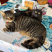 Jack is registered to the contest to win money with this photo: two_cats, tabby_cat, black_cat, table, tablecloth, kitchen, indoor, pet, feline, whiskers, yellow_eyes, striped_fur, lying_down, relaxed, bowl, purse, papers, mug, jacket, closeup