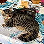 two_cats, tabby_cat, black_cat, table, tablecloth, kitchen, indoor, pet, feline, whiskers, yellow_eyes, striped_fur, lying_down, relaxed, bowl, purse, papers, mug, jacket, closeup