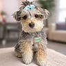 puppy, dog, bow, blue_bow, cute, fluffy, pet, indoor, carpet, living_room, furniture, blurred_background, soft_lighting, adorable, small_dog, sitting, collar, name_tag, animal, domestic_animal