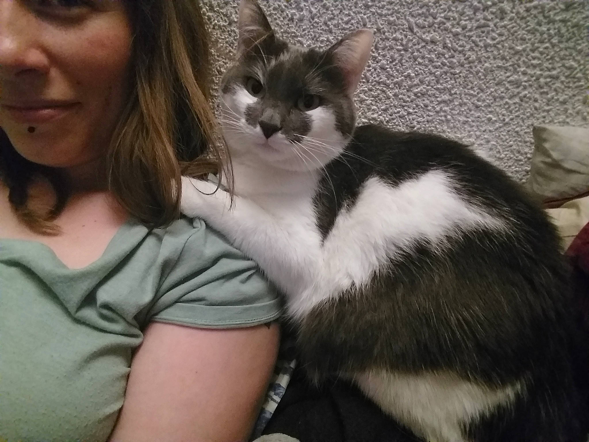 Gaïa Et Flash participe au concours pour gagner de l'argent avec cette photo : aegean_cat, american_wirehair, asian, carnivore, cat, domestic_short_haired_cat, ear, european_shorthair, felidae, fur, kitten, mammal, polydactyl_cat, small_to_medium_sized_cats, whiskers