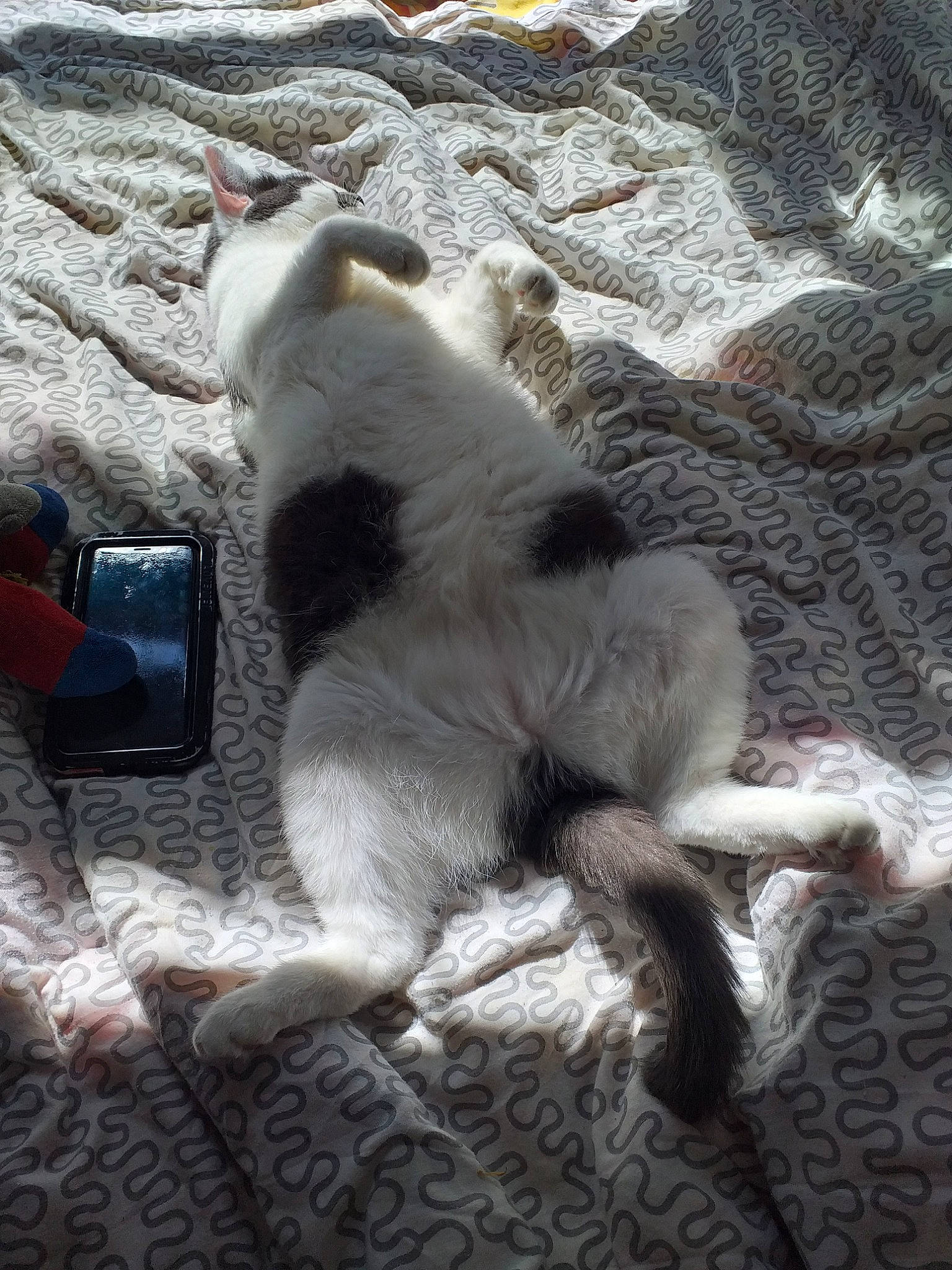 Gaïa Et Flash a rejoint le concours — aidez-le/la à gagner de superbes lots ! canidae, carnivore, cat, dog, dog_breed, fawn, felidae, fox_terrier, mammal, tail, vertebrate