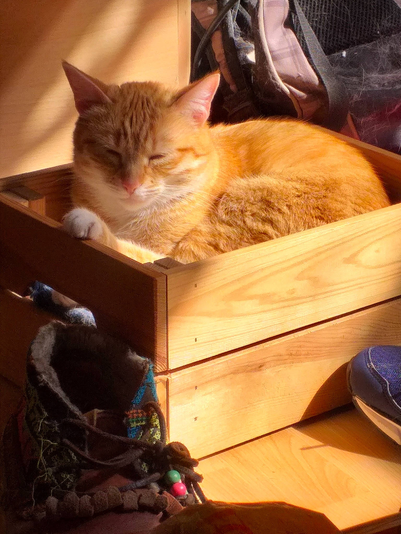 Gaïa Et Flash participe au concours pour gagner de l'argent avec cette photo : american_shorthair, asian, box, carnivore, cat, domestic_short_haired_cat, european_shorthair, fawn, felidae, kitten, mammal, small_to_medium_sized_cats, tabby_cat, whiskers