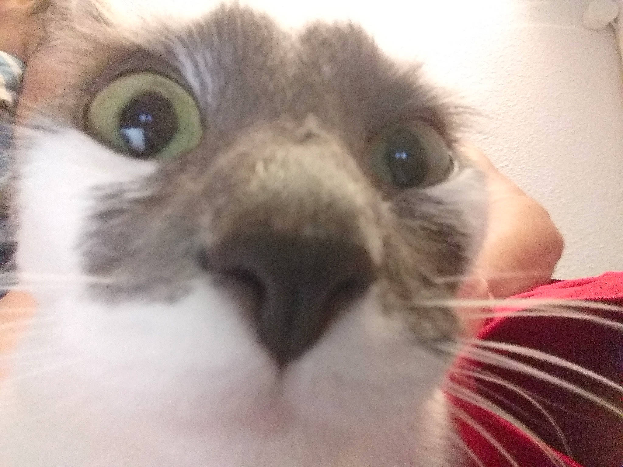 Flash participe au concours pour gagner de l'argent avec cette photo : balinese, birman, carnivore, cat, close_up, eye, face, felidae, fur, head, iris, kitten, nose, photography, selfie, small_to_medium_sized_cats, snout, thai, tonkinese, whiskers