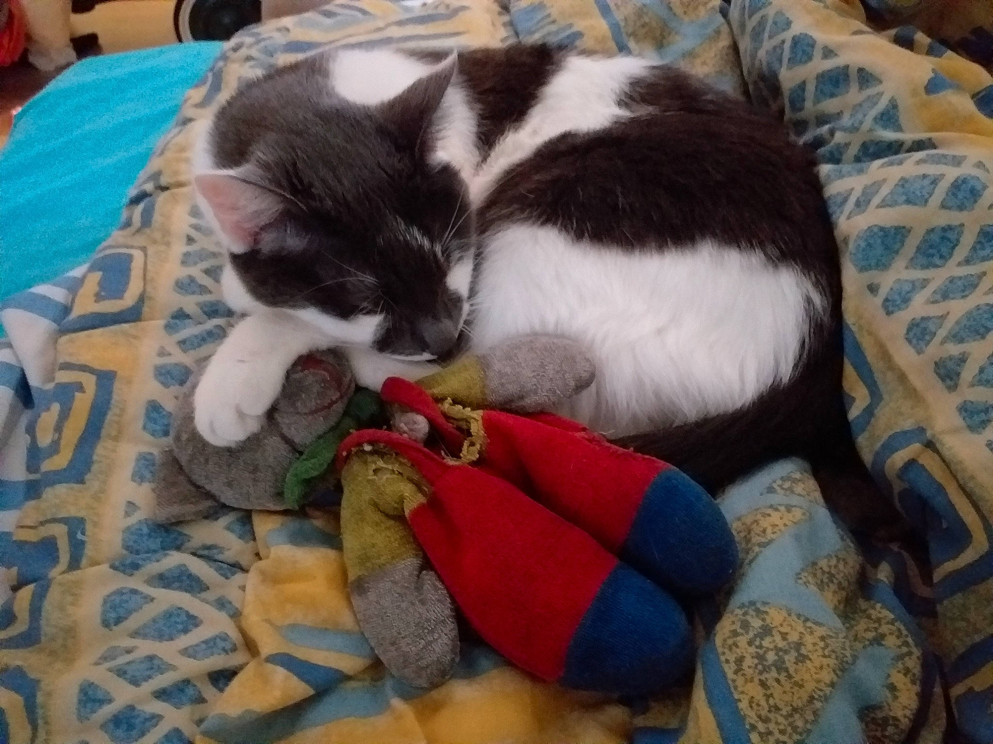 Flash a rejoint le concours — aidez-le/la à gagner de superbes lots ! carnivore, cat, felidae, kitten, linens, nap, sleep, small_to_medium_sized_cats, textile, whiskers