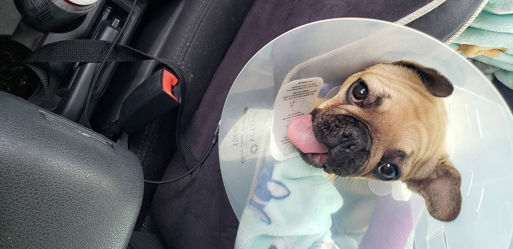 Moe Muffin is registered to the contest to win money with this photo: automotive_design, car, car_seat, car_seat_cover, carnivore, comfort, companion_dog, dog, dog_breed, fawn, head_restraint, motor_vehicle, personal_luxury_car, pug, snout, steering_wheel, toy_dog, vehicle_door, window, wrinkle