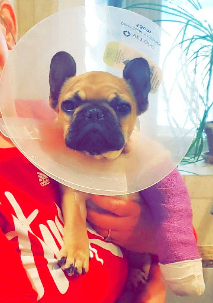 Moe Muffin joined the competition — help win amazing prizes! ancient_dog_breeds, canidae, carnivore, companion_dog, dessert, dog, dog_breed, fawn, flooring, hat, human_leg, knee, non_sporting_group, pug, puppy_love, snout, t_shirt, thigh, toy_dog, wrinkle