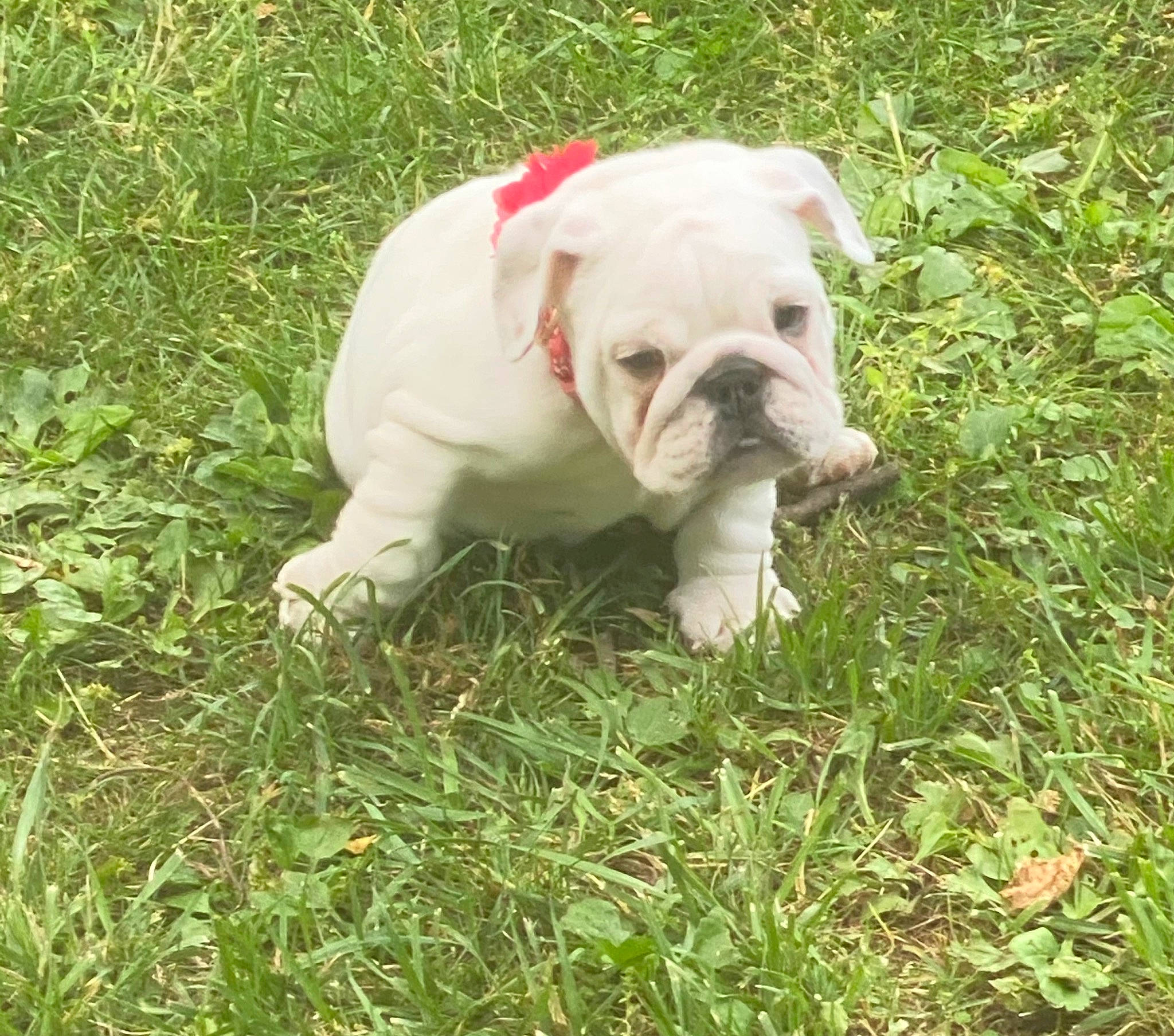 Bubbles joined the competition — help win amazing prizes! american_bulldog, australian_bulldog, british_bulldogs, bulldog, canidae, carnivore, companion_dog, dog, dog_breed, dorset_olde_tyme_bulldogge, grass, mammal, old_english_bulldog, olde_english_bulldogge, puppy, renascence_bulldogge, snout, toy_bulldog, vertebrate, white_english_bulldog