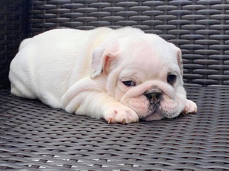 Bubbles joined the competition — help win amazing prizes! australian_bulldog, bulldog, canidae, carnivore, companion_dog, dog, dog_breed, dorset_olde_tyme_bulldogge, french_bulldog, mammal, non_sporting_group, old_english_bulldog, puppy, puppy_love, rare_breed_dog, skin, snout, toy_bulldog, vertebrate, white_english_bulldog