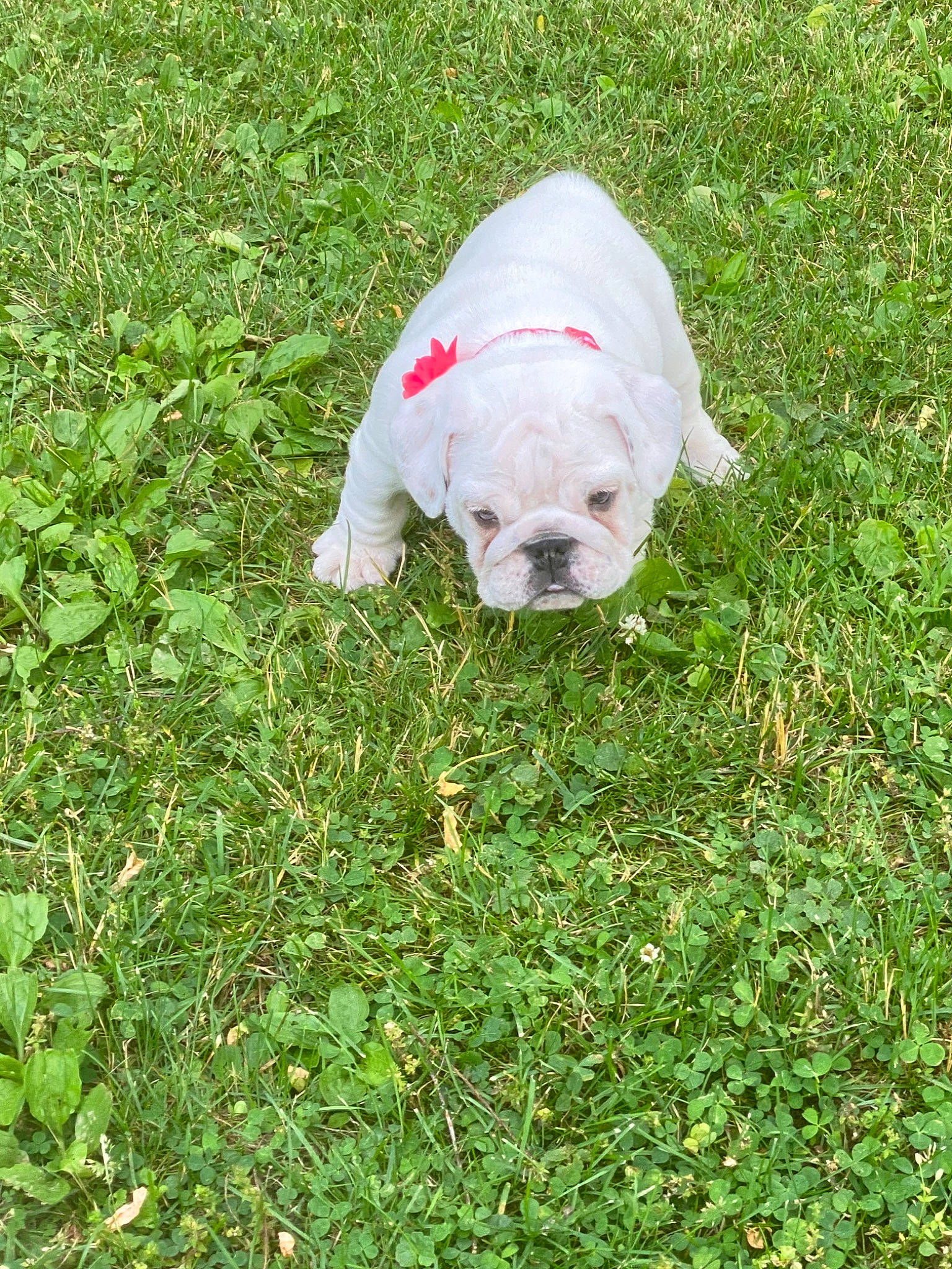 Bubbles is registered to the contest to win money with this photo: american_bulldog, australian_bulldog, bulldog, canidae, carnivore, companion_dog, dog, dog_breed, dorset_olde_tyme_bulldogge, french_bulldog, grass, non_sporting_group, old_english_bulldog, plant, puppy, rare_breed_dog, snout, sporting_group, toy_bulldog, white_english_bulldog