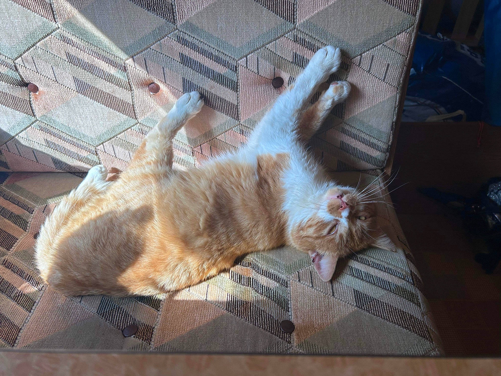 Kiki participe au concours pour gagner de l'argent avec cette photo : animal_shelter, cage, carnivore, cat, claw, comfort, domestic_short_haired_cat, fawn, felidae, foot, fur, gesture, mesh, nail, nap, paw, small_to_medium_sized_cats, snout, tail, whiskers