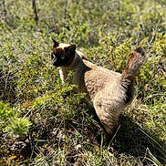 Mimi a rejoint le concours — aidez-le/la à gagner de superbes lots ! cat, siamese_cat, animal, outdoor, nature, grass, greenery, wild, sunlight, feline, pet, mammal, curious, tail, blue_eyes, walking, flora, daylight, closeup, ground