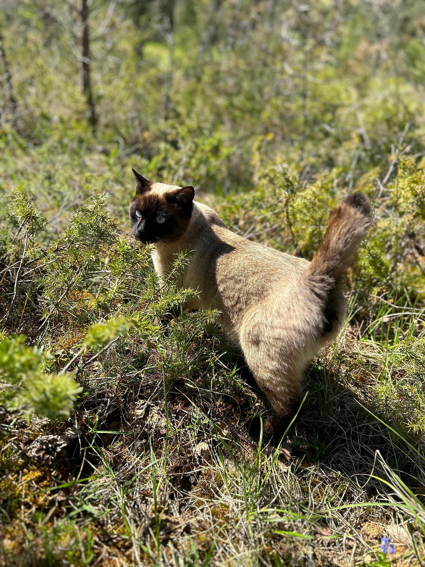 Mimi