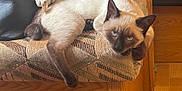 Mimi participe au concours pour gagner de l'argent avec cette photo : animal, cat, couch, cushion, furniture, hardwood, homedecor, kitten, manx, pet, plywood, siamese, wood