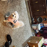 Harley is registered to the contest to win money with this photo: audio_equipment, box, companion_dog, dog, dog_breed, fawn, floor, flooring, fur, loudspeaker, non_sporting_group, plush, room, sandal, shipping_box, sporting_group, stuffed_toy, teddy_bear, toy, wood
