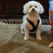 Harley is registered to the contest to win money with this photo: animal, background, bottle_pack, cabinet, carpet, cute, dog, domestic_animal, floor, fur, furniture, harness, household, indoor, paw_prints, pet, sitting, small_dog, toy, white_dog