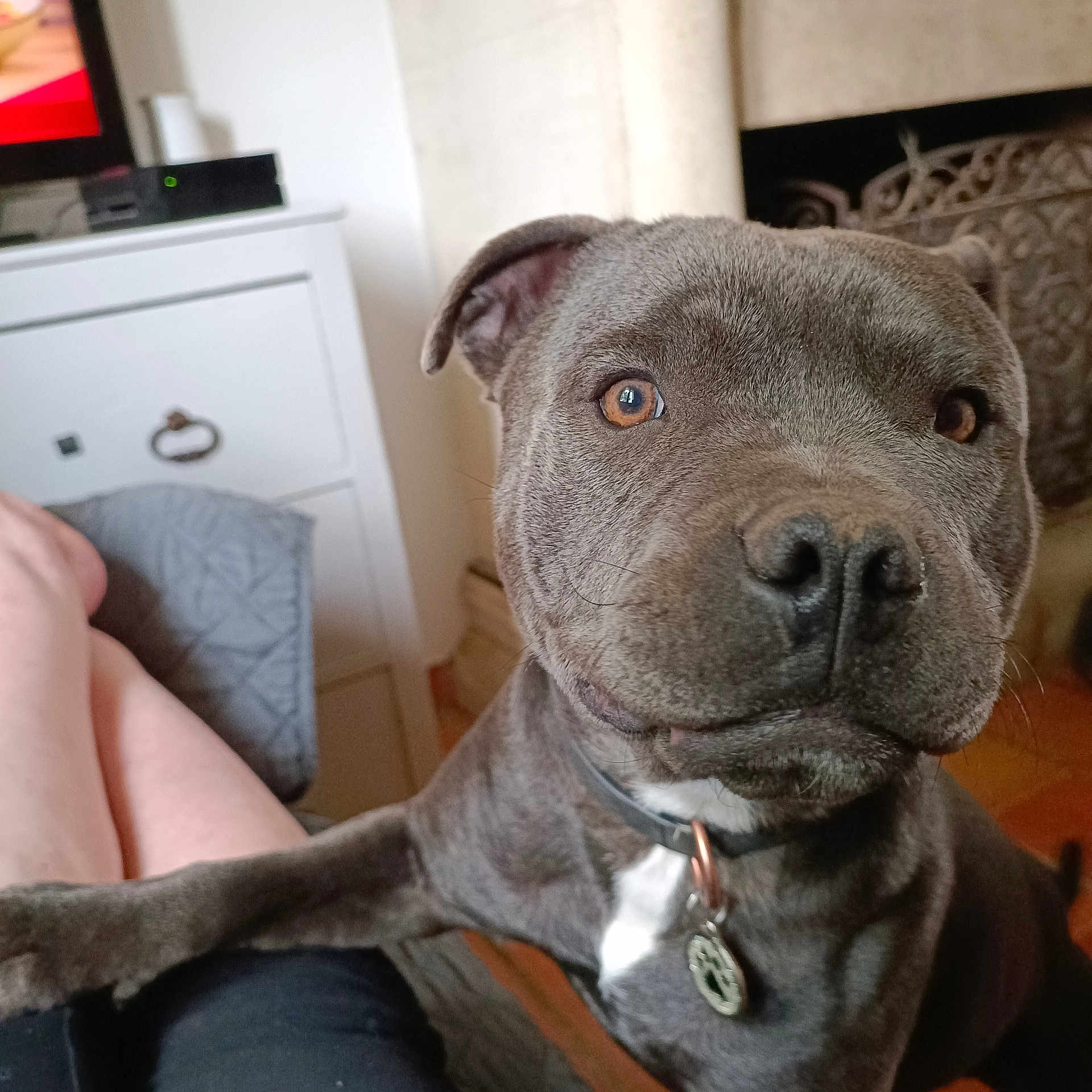 Ulysse a rejoint le concours — aidez-le/la à gagner de superbes lots ! animal, architecture, building, bulldog, canine, computerhardware, couch, dog, electronics, frenchbulldog, furniture, hardware, indoors, livingroom, monitor, pet, pitbull, puppy, room, screen