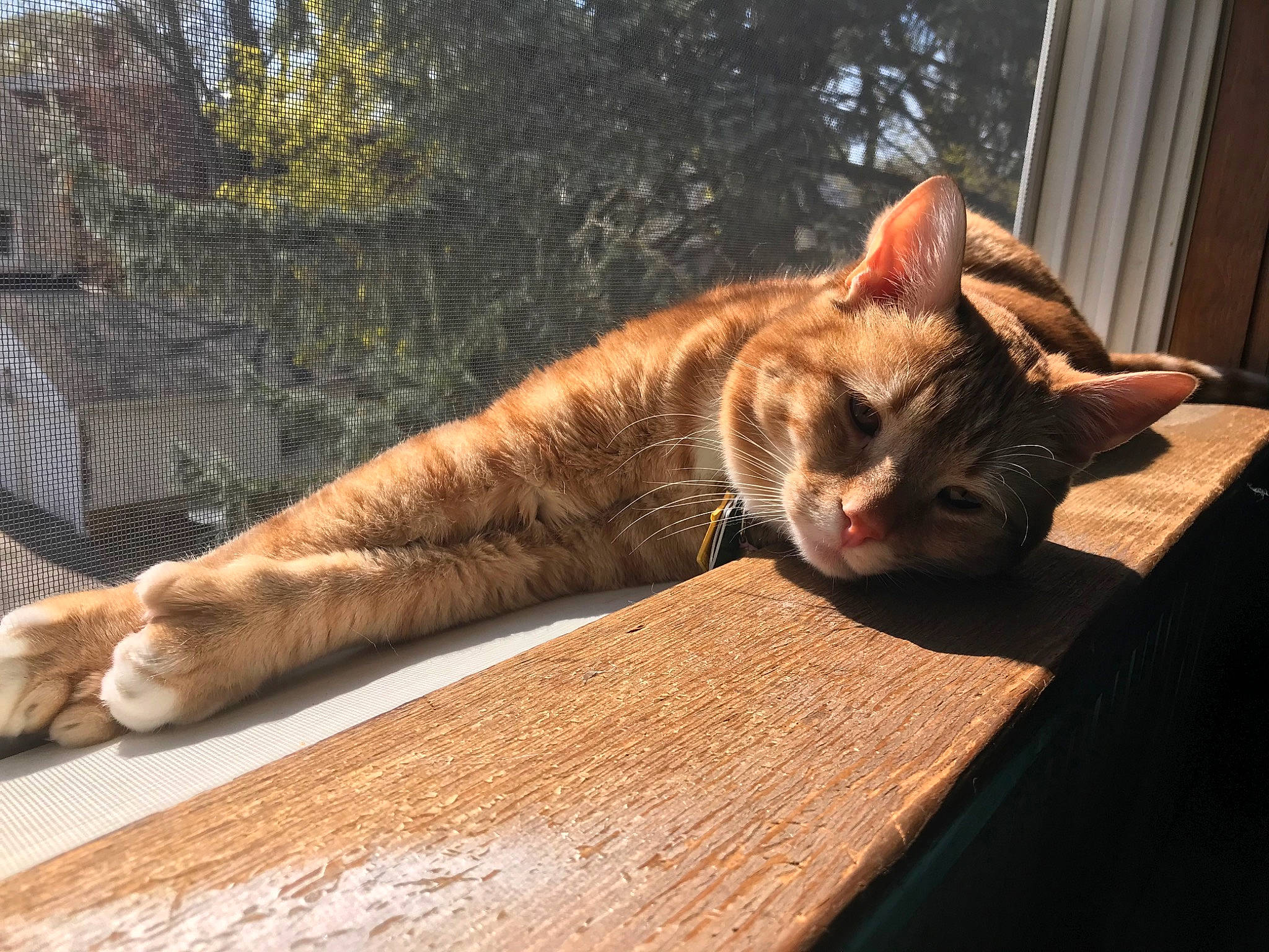 Sunny is registered to the contest to win money with this photo: arabian_mau, asian, bengal, carnivore, cat, domestic_short_haired_cat, dragon_li, european_shorthair, fawn, felidae, fur, mammal, nap, ocicat, small_to_medium_sized_cats, sokoke, tabby_cat, toyger, whiskers, wood