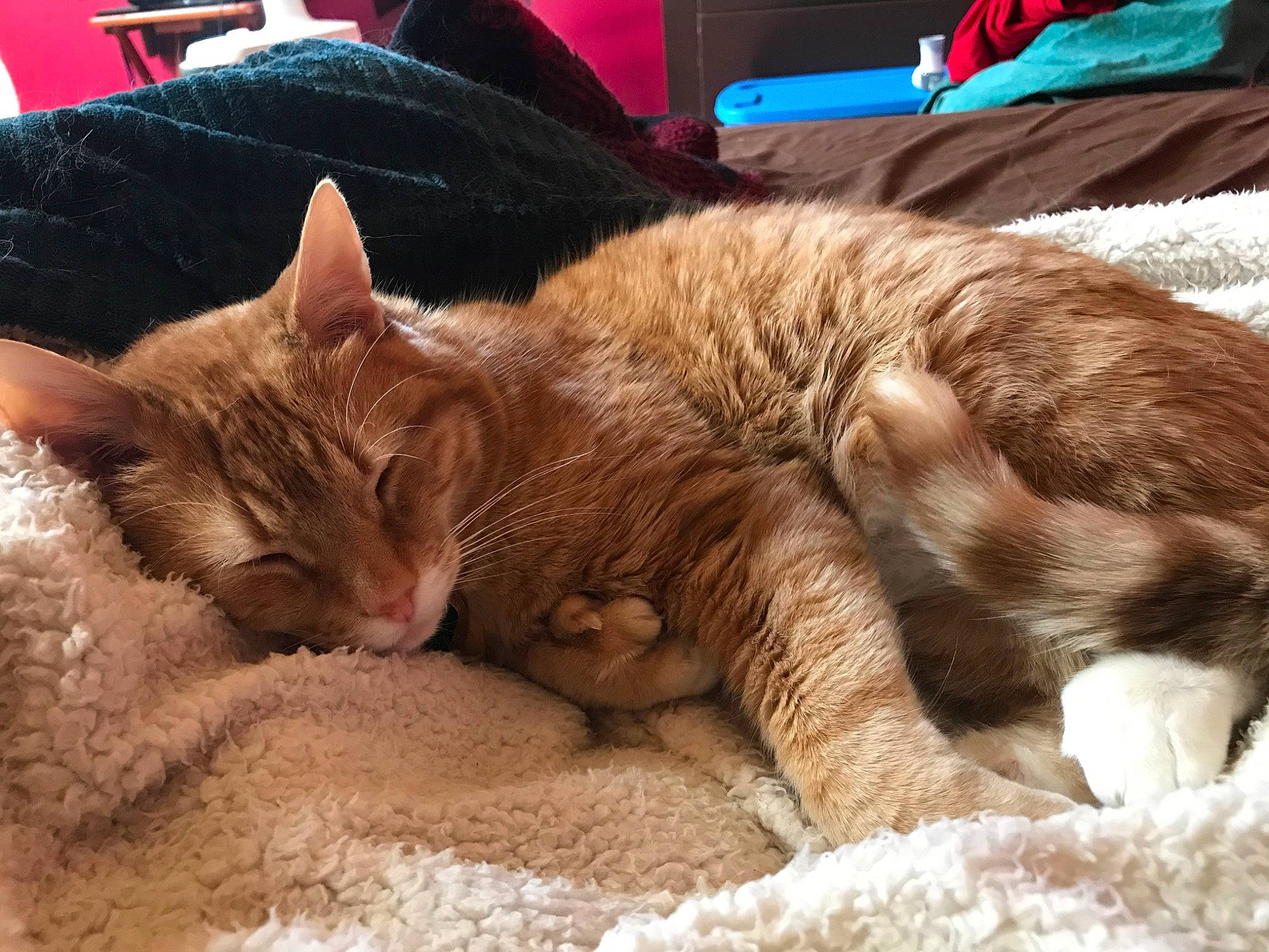 Sunny joined the competition — help win amazing prizes! arabian_mau, asian, carnivore, cat, domestic_short_haired_cat, dragon_li, ear, european_shorthair, fawn, felidae, fur, german_rex, kitten, mammal, nap, oriental_longhair, sleep, small_to_medium_sized_cats, tabby_cat, whiskers