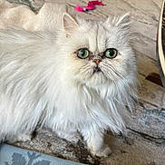 Sara participe au concours pour gagner de l'argent avec cette photo : cat, persian_cat, white_fur, green_eyes, fluffy, pet, indoor, carpet, toy, animal, feline, cute, long_hair, face, expression, whiskers, ears, floor, domestic, mammal