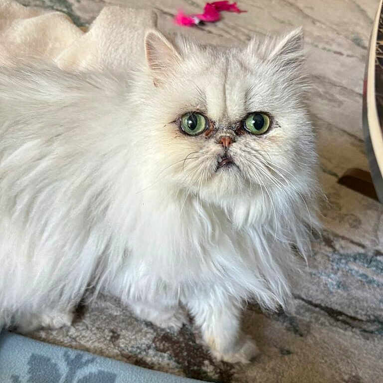 Sara