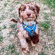 Simba is registered to the contest to win money with this photo: dog, puppy, brown_fur, curly_fur, harness, outdoor, grass, pet, canine, animal, standing, cute, young_dog, fur, playful, nature, companion, looking_up, friendly, adorable