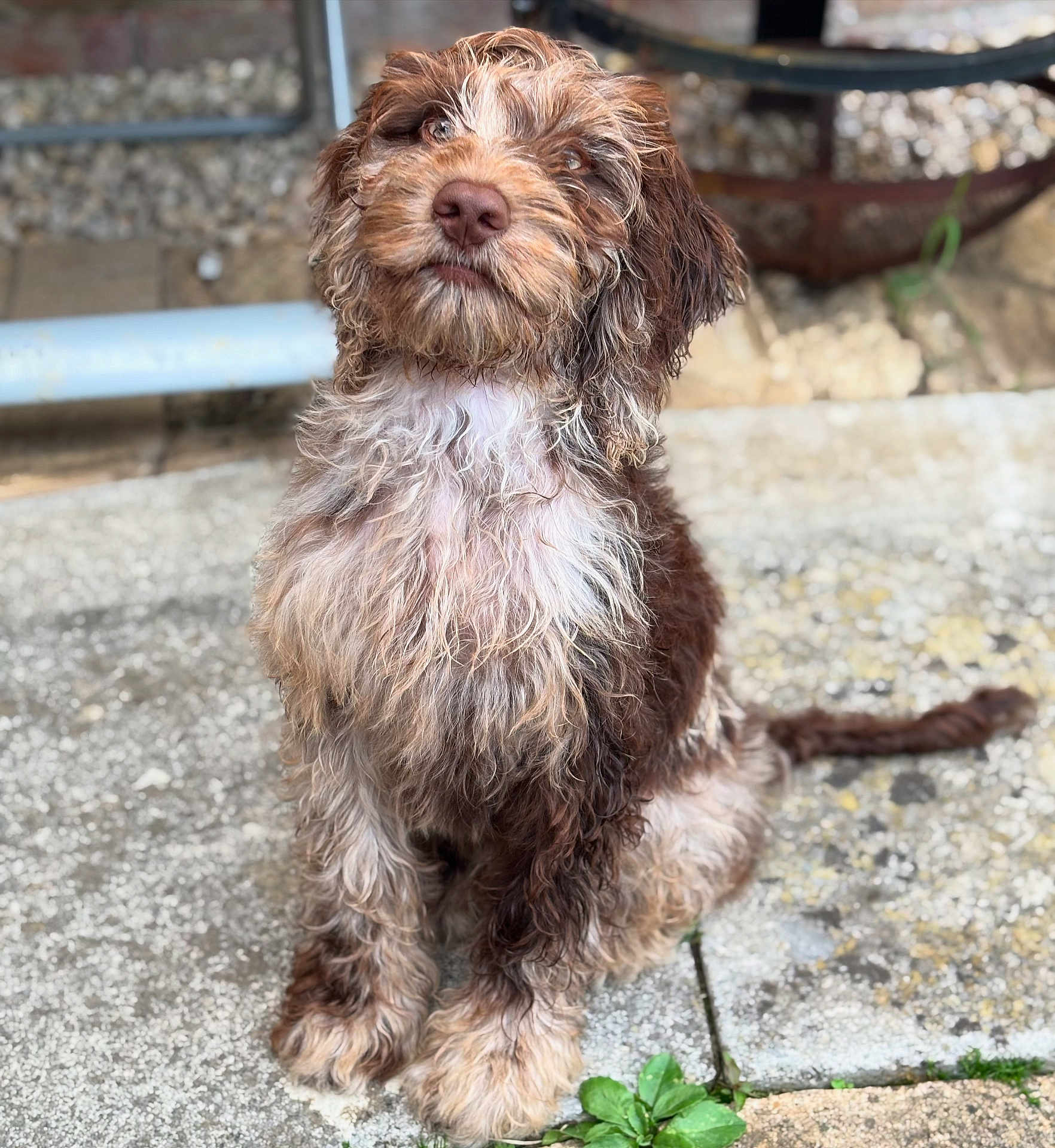 Simba