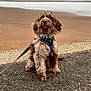 Simba joined the competition — help win amazing prizes! dog, puppy, curly_fur, leash, harness, beach, ocean, sand, outdoor, pet, sitting, brown_fur, cute, animal, canine, water, sky, nature, walk, daytime