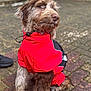 Simba joined the competition — help win amazing prizes! dog, raincoat, red_clothing, outdoor, pavement, curly_fur, brown_fur, cream_fur, pet, canine, sitting, attentive, cute, fur, animal, companion, weather_protection, leisure, domestic_animal, curious