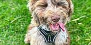 Simba is registered to the contest to win money with this photo: dog, happy, tongue_out, grass, outdoor, pet, canine, fur, playful, animal, nature, sitting, cute, smiling, closeup, daylight, mammal, leisure, young, friendly