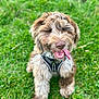 dog, happy, tongue_out, grass, outdoor, pet, canine, fur, playful, animal, nature, sitting, cute, smiling, closeup, daylight, mammal, leisure, young, friendly
