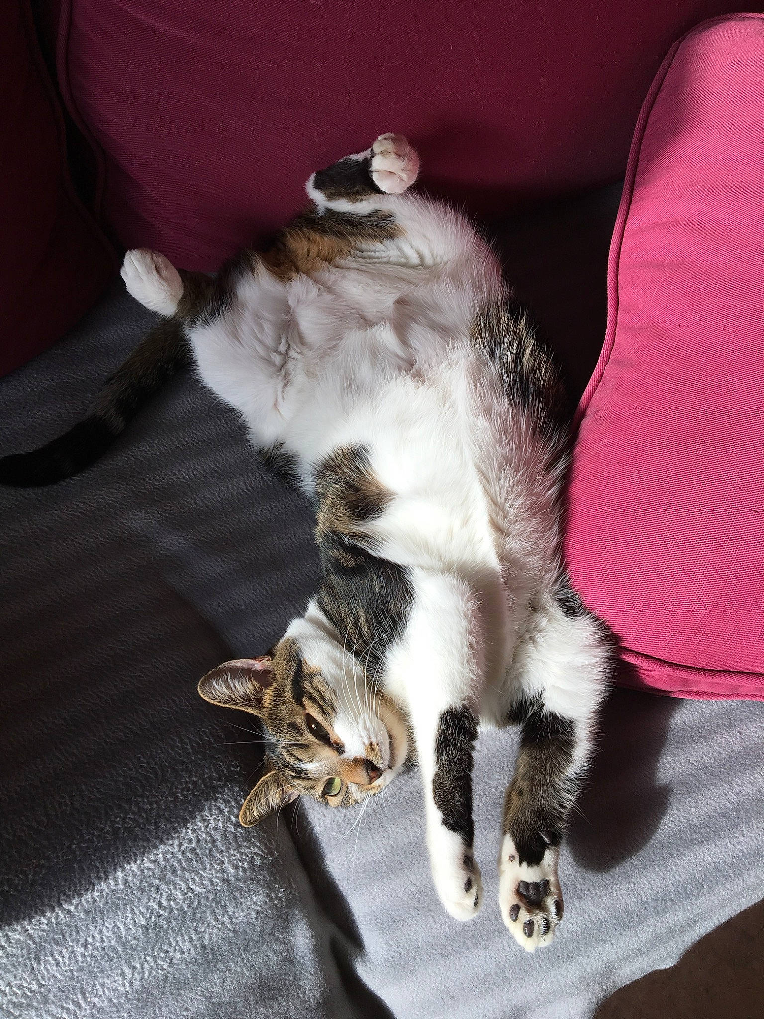 Maya a rejoint le concours — aidez-le/la à gagner de superbes lots ! american_shorthair, asian, carnivore, cat, claw, domestic_short_haired_cat, european_shorthair, felidae, fur, kitten, norwegian_forest_cat, paw, polydactyl_cat, small_to_medium_sized_cats, tabby_cat, tail, whiskers