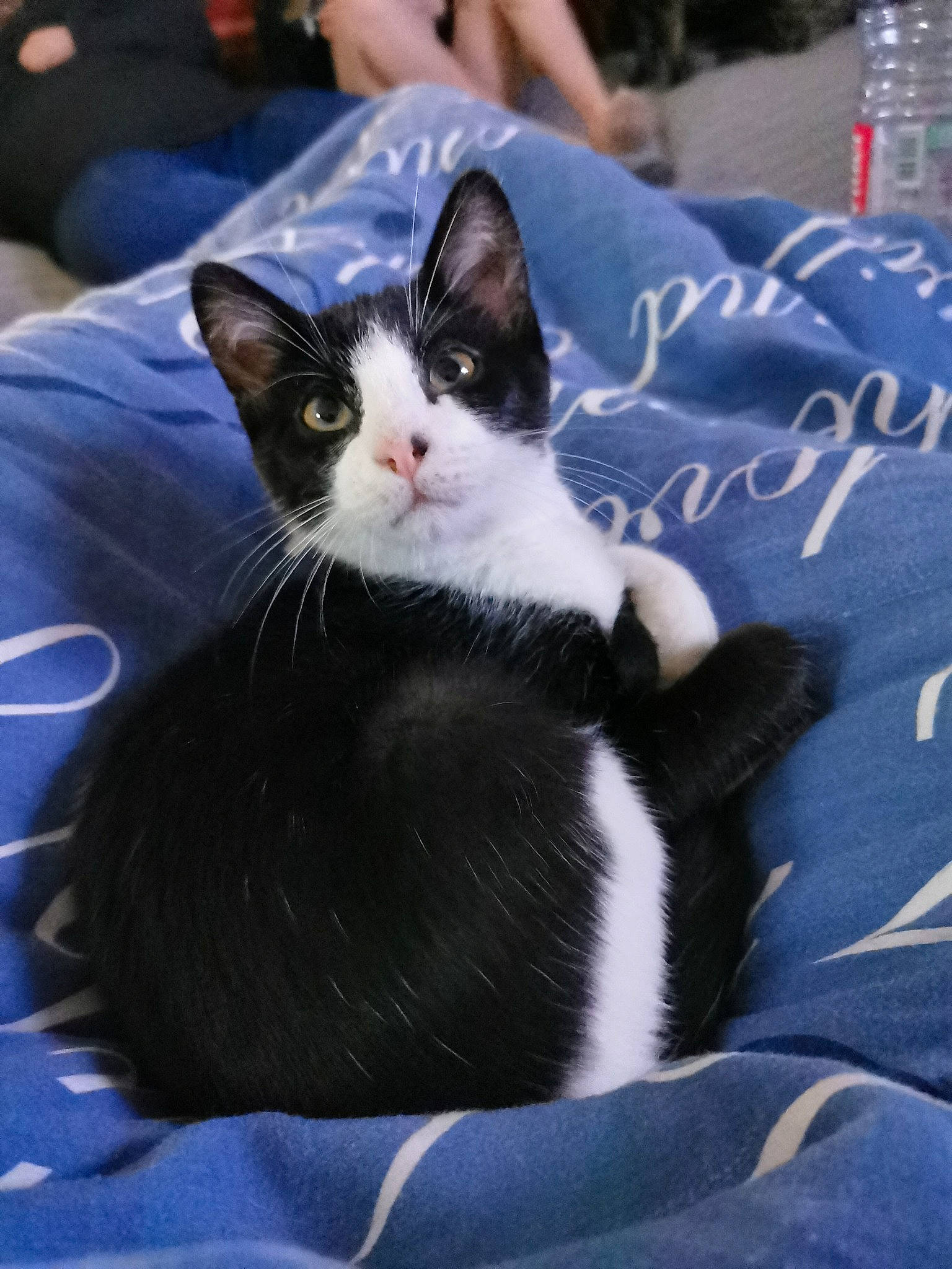 Roxie Et Romeo a rejoint le concours — aidez-le/la à gagner de superbes lots ! blue, carnivore, cat, comfort, domestic_short_haired_cat, electric_blue, felidae, fur, grass, handwriting, paw, sitting, small_to_medium_sized_cats, snout, tail, whiskers