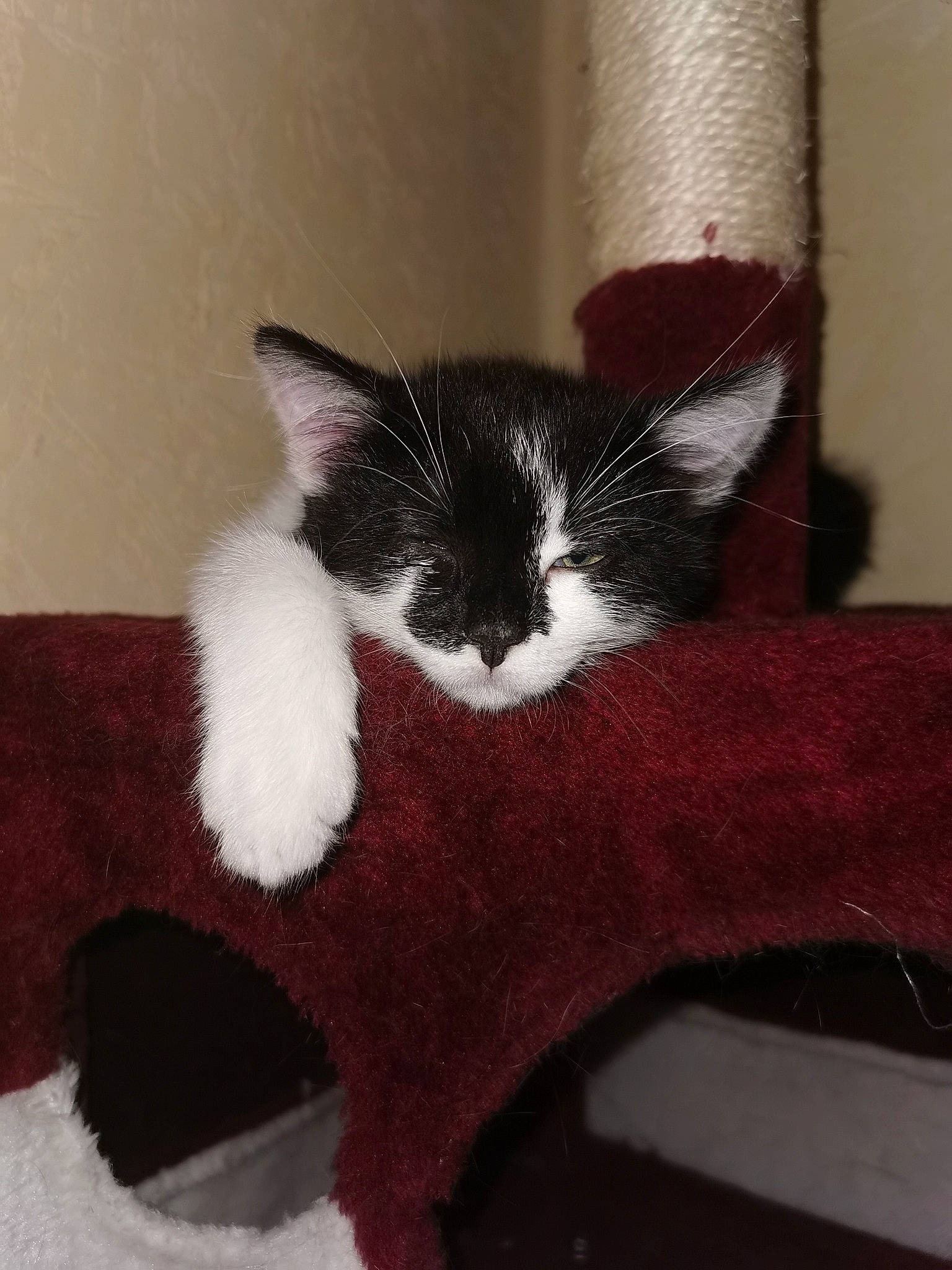 Roxie Et Romeo a rejoint le concours — aidez-le/la à gagner de superbes lots ! black_cat, carmine, carnivore, cat, cat_supply, claw, comfort, domestic_short_haired_cat, felidae, flooring, fur, grey, human_leg, paw, room, small_to_medium_sized_cats, snout, tail, vertebrate, whiskers