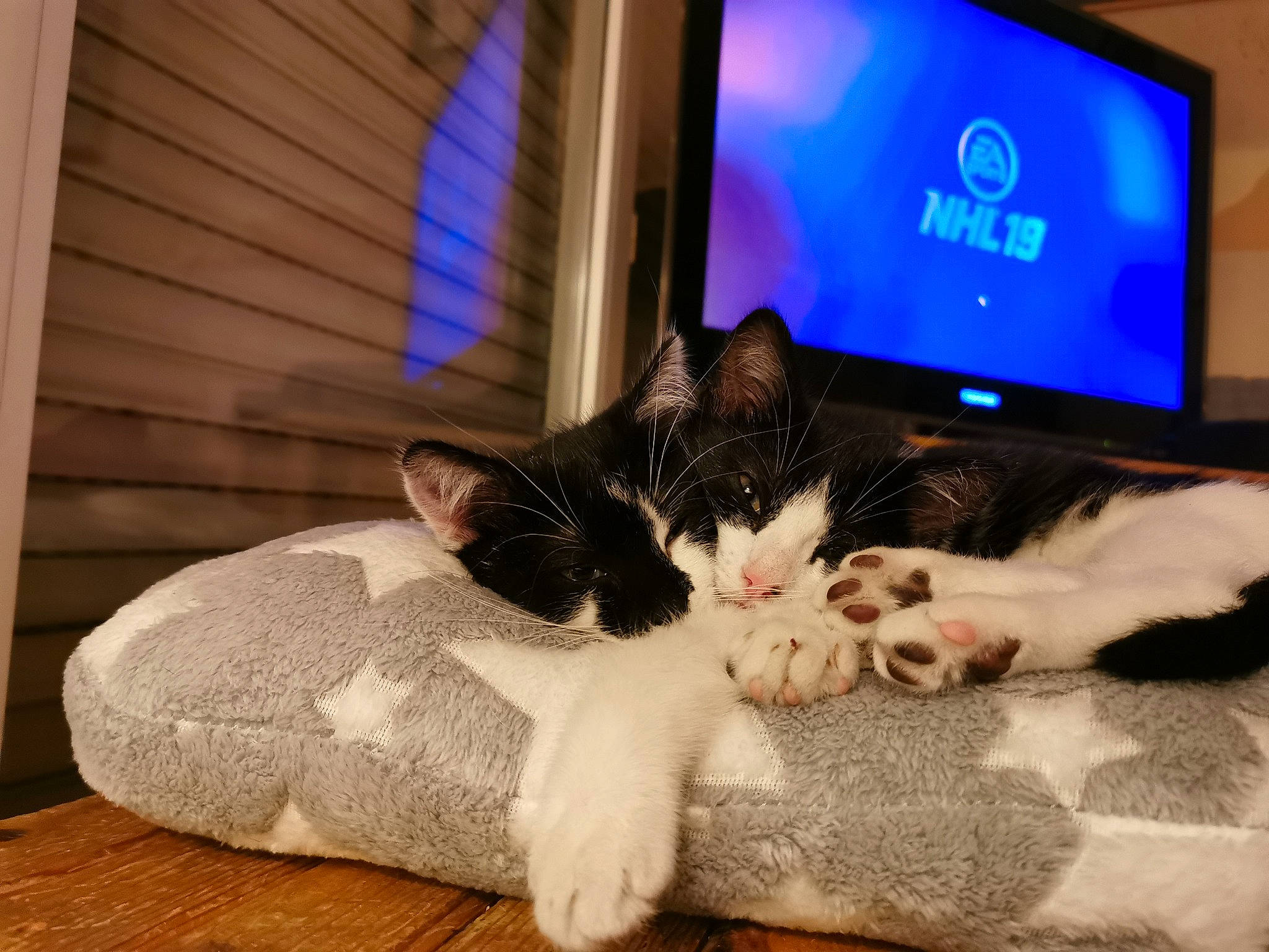 Roxie Et Romeo a rejoint le concours — aidez-le/la à gagner de superbes lots ! carnivore, cat, comfort, computer, couch, electronic_device, eye, felidae, flooring, hardwood, lap, leg, living_room, small_to_medium_sized_cats, tail, television, television_set, whiskers, window, wood