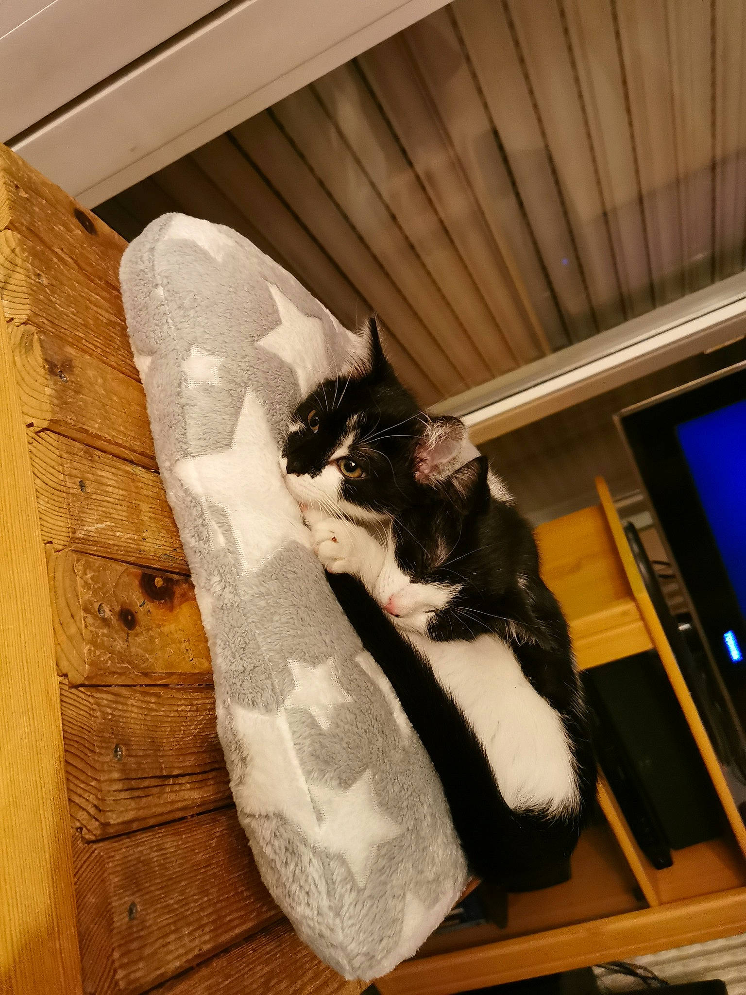 Roxie Et Romeo participe au concours pour gagner de l'argent avec cette photo : cardboard, carnivore, cat, comfort, domestic_short_haired_cat, felidae, flooring, formal_wear, fur, hardwood, linens, paper, paper_product, room, small_to_medium_sized_cats, tail, textile, tree, whiskers, wood