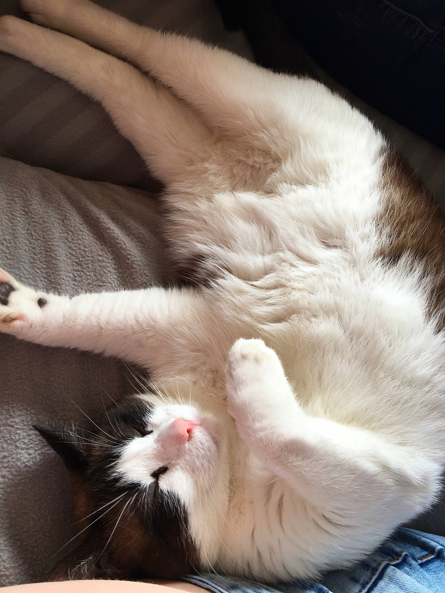 Kitty participe au concours pour gagner de l'argent avec cette photo : aegean_cat, carnivore, cat, claw, domestic_long_haired_cat, felidae, fur, kitten, mammal, norwegian_forest_cat, paw, polydactyl_cat, ragdoll, small_to_medium_sized_cats, tail, turkish_angora, turkish_van, whiskers