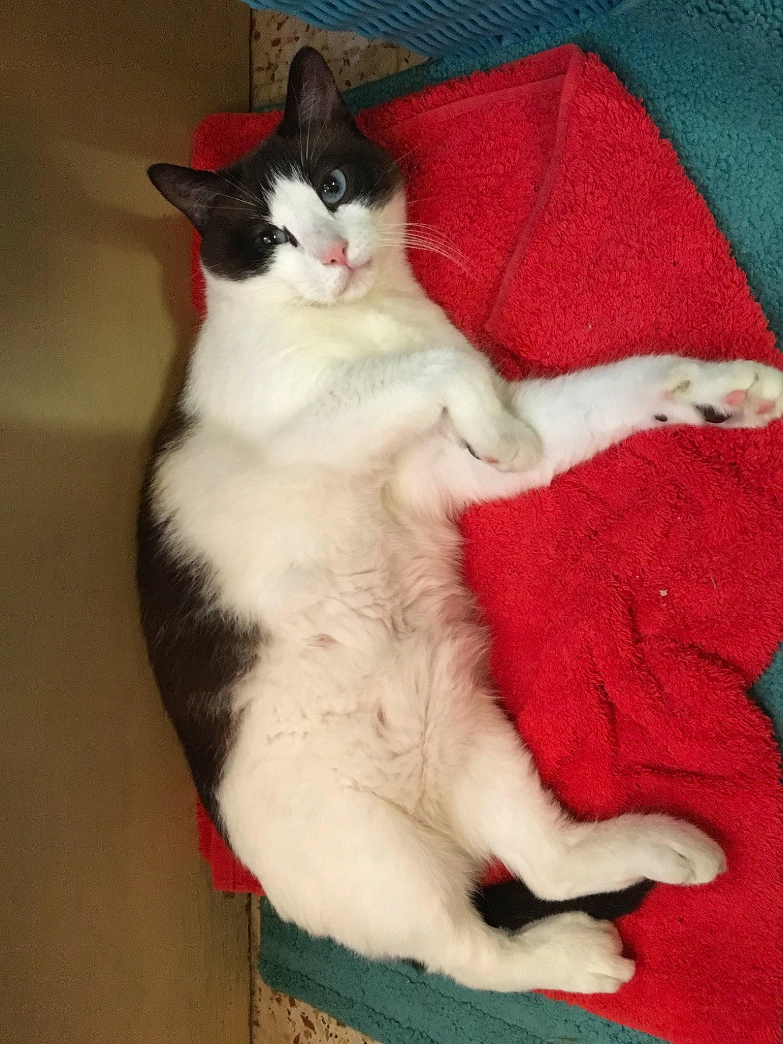 Kitty participe au concours pour gagner de l'argent avec cette photo : aegean_cat, american_wirehair, asian, carnivore, cat, claw, domestic_short_haired_cat, felidae, fur, japanese_bobtail, kitten, leg, mammal, paw, polydactyl_cat, small_to_medium_sized_cats, snowshoe, tail, whiskers