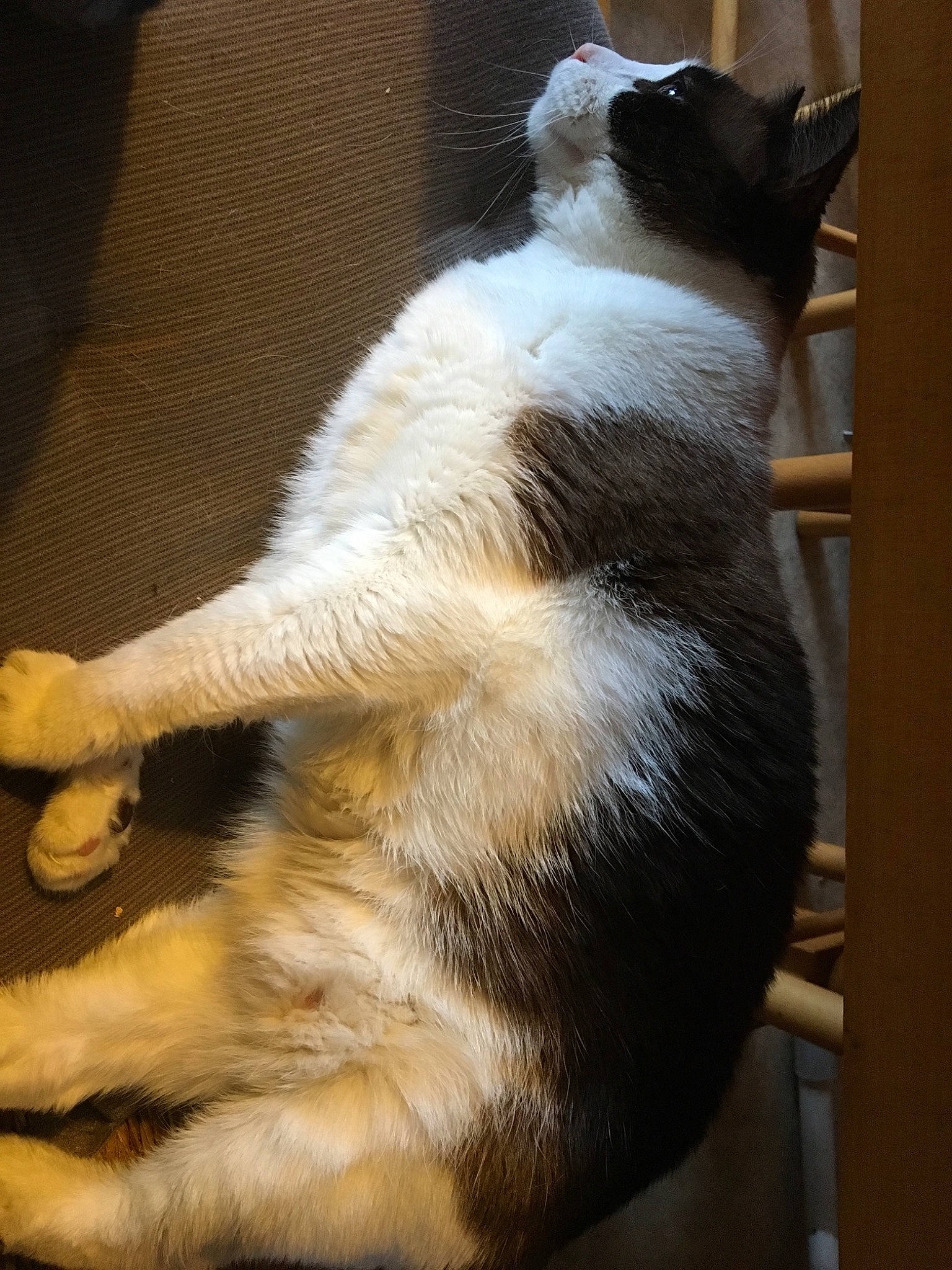 Kitty a rejoint le concours — aidez-le/la à gagner de superbes lots ! carnivore, cat, claw, ear, fawn, felidae, fur, paw, small_to_medium_sized_cats, tail, whiskers