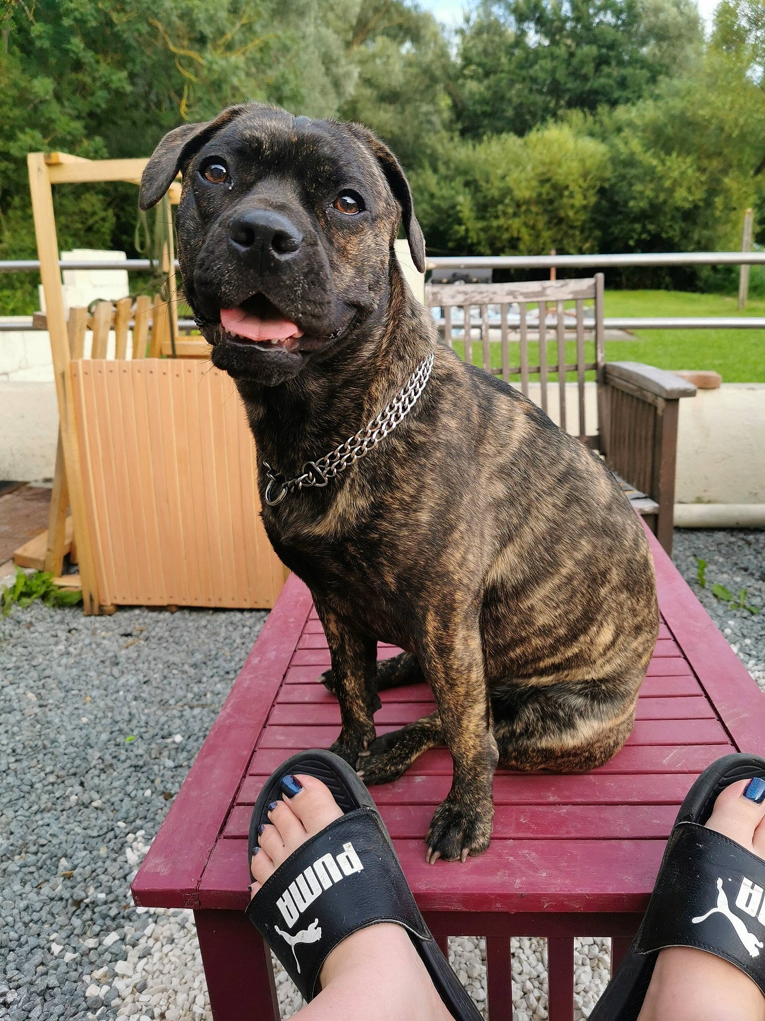 Pampa a rejoint le concours — aidez-le/la à gagner de superbes lots ! alaunt, american_pit_bull_terrier, bandog, cane_corso, canidae, carnivore, cimarron_uruguayo, companion_dog, dog, dog_breed, fawn, guard_dog, mammal, molosser, non_sporting_group, perro_de_presa_canario, perro_de_presa_mallorquin, snout, sporting_group, vertebrate