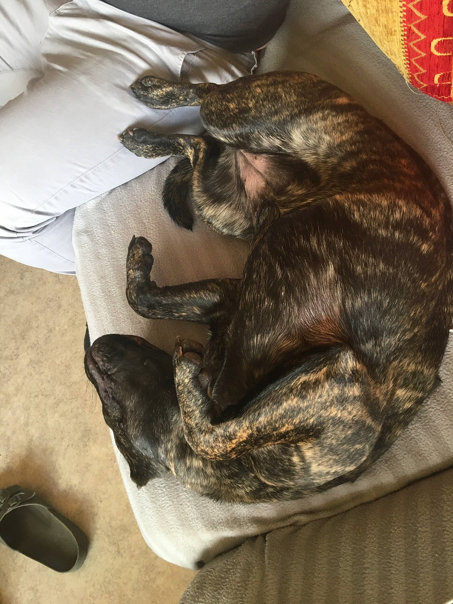 Pampa a rejoint le concours — aidez-le/la à gagner de superbes lots ! canidae, carnivore, claw