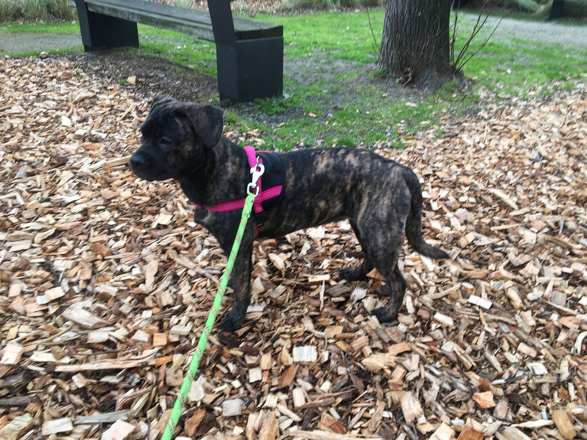 Pampa participe au concours pour gagner de l'argent avec cette photo : adventure, canidae, carnivore, dog, dog_breed, fashion_accessory, guard_dog, hunting_dog, leash, plant, plott_hound, sporting_group