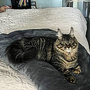 Luna is registered to the contest to win money with this photo: cat, tabby, pet_bed, bed, white_bedspread, indoor, furniture, bookshelf, door, floor, curious, fluffy, striped, resting, cozy, animal, domestic, fur, whiskers, ears