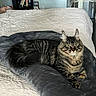 cat, tabby, pet_bed, bed, white_bedspread, indoor, furniture, bookshelf, door, floor, curious, fluffy, striped, resting, cozy, animal, domestic, fur, whiskers, ears