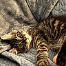 Luna joined the competition — help win amazing prizes! cat, kitten, tabby, fur, paw, whiskers, eyes, blanket, quilt, texture, indoor, pet, cute, relaxed, cozy, lying_down, animal, mammal, young, playful