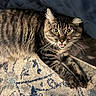 Luna joined the competition — help win amazing prizes! cat, tabby, feline, pet, animal, fur, whiskers, eyes, paws, indoor, rug, patterned_rug, relaxed, curious, lying_down, home, cozy, resting, closeup, cute