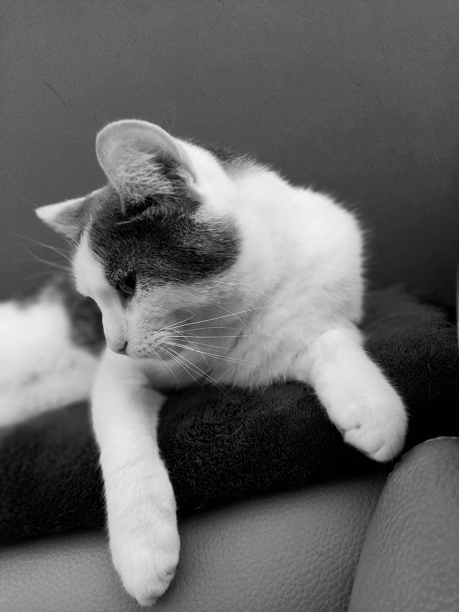 Coocky participe au concours pour gagner de l'argent avec cette photo : black_and_white, carnivore, cat, claw, comfort, darkness, domestic_short_haired_cat, felidae, foot, fur, gesture, grey, human_leg, monochrome, monochrome_photography, paw, small_to_medium_sized_cats, style, tail, whiskers