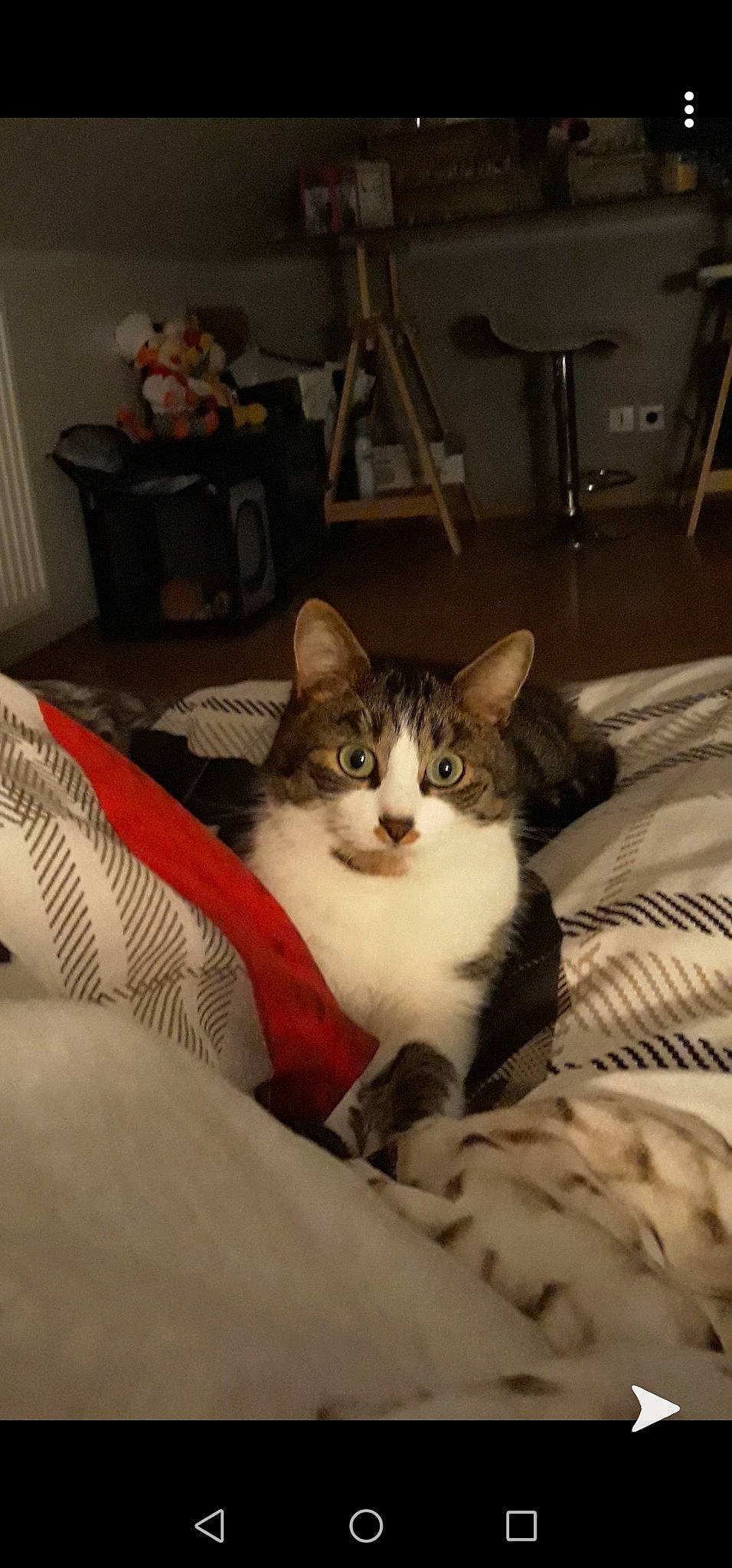 Jack a rejoint le concours — aidez-le/la à gagner de superbes lots ! bedding, box, carnivore, cat, chair, comfort, domestic_short_haired_cat, door, felidae, flooring, fur, hardwood, houseplant, linens, room, sitting, small_to_medium_sized_cats, snout, whiskers, wood