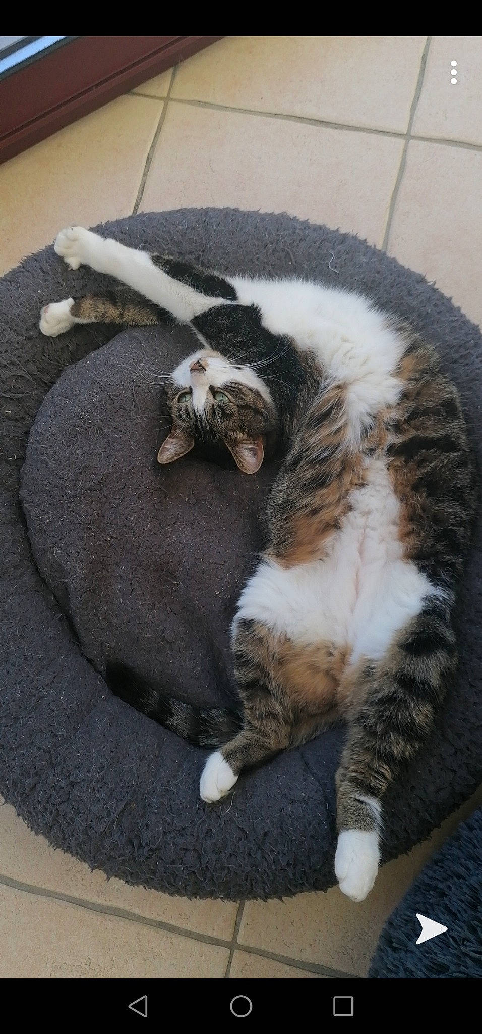 Jack a rejoint le concours — aidez-le/la à gagner de superbes lots ! carnivore, cat, claw, comfort, dog_breed, domestic_short_haired_cat, felidae, fur, grey, nap, paw, sleep, small_to_medium_sized_cats, snout, sporting_group, tail, terrestrial_animal, whiskers