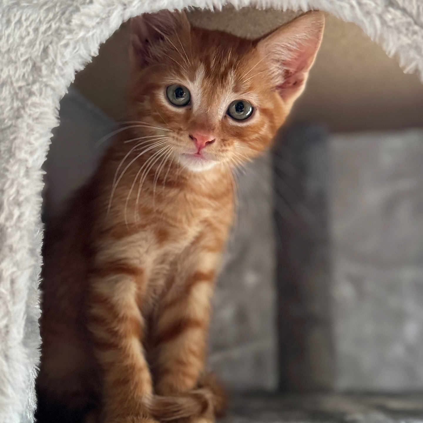 Roqui participe au concours pour gagner de l'argent avec cette photo : animal, cat, cozy, cubby, curious, cute, feline, fluffy, fur, indoors, kitten, nose, orange_tabby, paws, pet, playful, small, soft, whiskers, young
